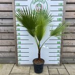 Mexická palma (Washingtonia Robusta) – výška kmeňa 20-30 cm, celková výška 80-100 cm, kont. C10L (-4°C) 